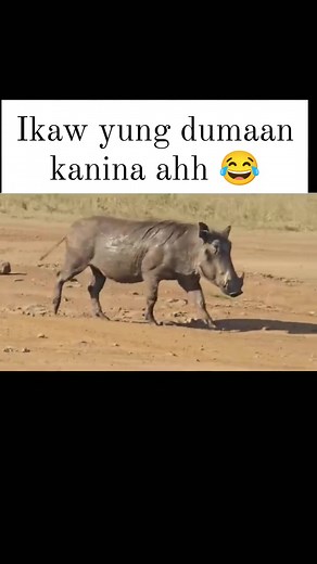 5 comments | Dagan jud lods  #highlightseveryone #followersreelsfypシ゚viralシfypシ゚viralシ #followersシ゚ #highlightsシ゚ #kasongo | Pelayo Robert | Facebook