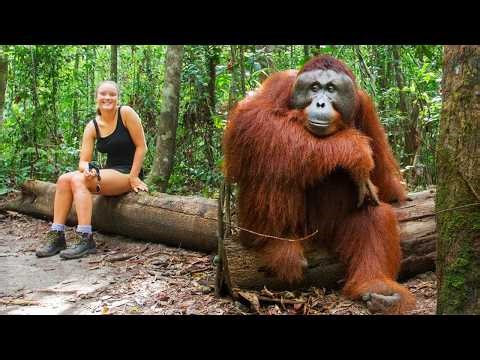 ¡No Podrás Parar De Reír! 😂 Los Animales Más Divertidos Captados En Cámara