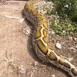 The big python came from the mountain to the village to catch ducks | Animals Lovers