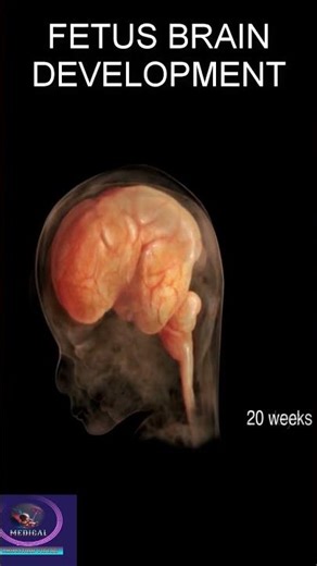 Brain Development In The Fetus #shorts