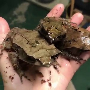 210K views · 5.5K shares | Long-nosed horned frog Credit: https://www.youtube.com/watch?v=pj8W2zerbnk Info: https://en.wikipedia.org/wiki/Long-nosed_horned_frog | BackyardGardener.com - Your Backyard Gardening Source | Facebook