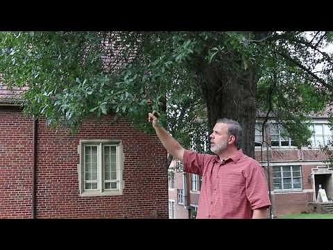 Water oak (Quercus nigra) - Plant Identification