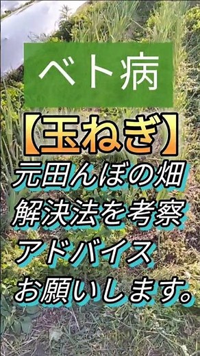 【玉ねぎ/ベト病】湿気対策でやってきたこと。あともう一歩。#玉ねぎ#ベト病#アースイーターズ #家庭菜園 #自然農 #農業