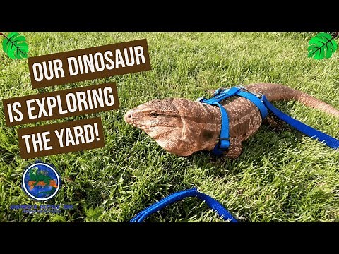 Taking Our Tegu for a Walk!