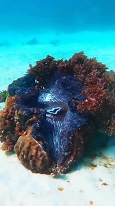 Giant Clam gets only one chance to fine a nice home.once it fastens itself to a spot on a reef,there it sits for the rest of its life.Giat Clam capable of reaching 4 feet in length and weighing more than 500 Pounds. | Fishing World Tv