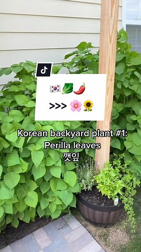 Growing Your Own Perilla Leaves and Peppers at Home