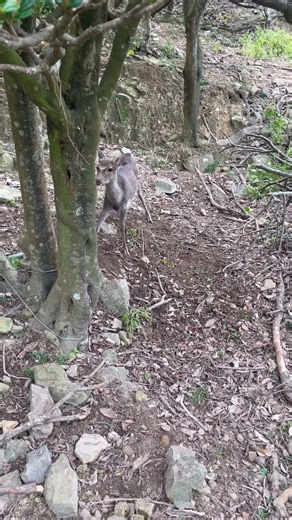 Effective deer capture method #snare trap #wildlife #trapping #nature #realhunting #animals #outd...