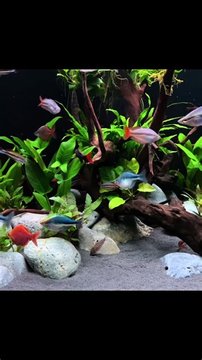 Rainbow Fish Community Freshwater Planted Home Aquarium#rainbowfish#freshwateraquarium#plantedaquarium#communityhomeaquarium#rainbowshark