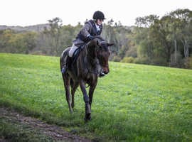 Part Bred Cleveland Bay, excellent hunter - £5,000