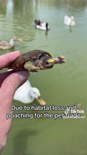 Meet the Vallarta Mud Turtle 🐢 This small turtle species reaches a maximum length of just four inches! Males have a distinctive yellow scale on their nose that makes them easy to spot. Unfortunately, they are one of the most endangered turtle species in the Wester Hemisphere due to habitat loss. Thankfully conservation groups like @ TurtleSurvival and @ estudiantescn are raising awareness for this species, and are on the ground aiding the population. 📹: jordanturtleman #TurtleSurvival #ZeroExt