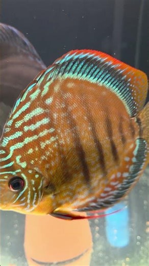 wild Heckel Discus #fish Please follow me if you like the movie for more