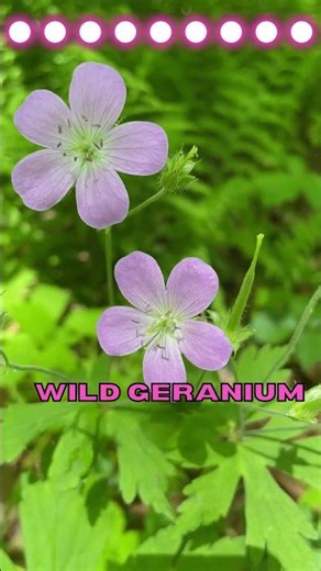 The Gentle Charm of the Wild Geranium: Nature's Delicate Blossom #shorts