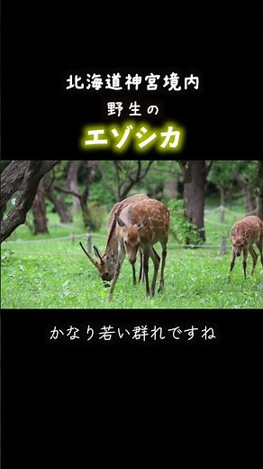 北海道神宮2026 エゾシカの群れ闊歩する[まだ非日常的光景]