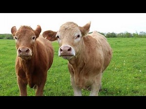 The Future Of Livestock Farming| Smart Agri Hub