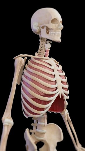 Sapevi che il respiro è il modo più veloce per modulare il tuo sistema neurofisiologico? Impara a padroneggiare il respiro per padroneggiare la tua autoregolazione. La prossima volta che percepisci uno di questi stati, prova uno di questi esercizi di respirazione. padroneggiare la tua autoregolazione. Salva questo post per usarlo quando ne hai bisogno. 🫨 Ti senti stressato? → Prova l’esercizio Physiological Sigh 🎯 Hai perso la concentrazione? → Box Breathing per resettare la mente 🪫 Energia a