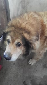 After he loved and was loyal all his life to his family...today he received the reward...was taken to shelter...they want another dog, a young one, this one is no good, he is old He was abandoned because is blind, deaf and old... Give him another chance...he deserves to spent his last years in a home, not in a shelter...please Unii confunda adapostul de câini cu programul RABLA la mașini.Nu mai vrea acest câine batran surd și orb. Vroia pentru adoptie la schimb cu un mascul tanar. Nu a primit ma