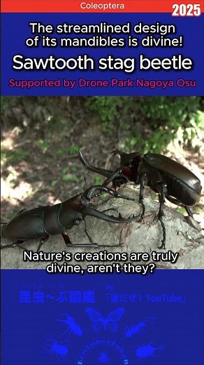 Insect Encyclopedia 2025: Sawtooth Stag Beetle - The Divine Mandibles. A Guide to Finding