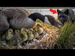 Canada Goose: 175 Days From Egg to Survivor | Full Life Cycle Documentary