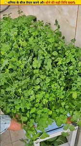 😳How to get early sprouts in coriander #homegardening #growth #seeds