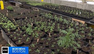 There's a farm in the city of Boston. Here's why it's an important part of the community