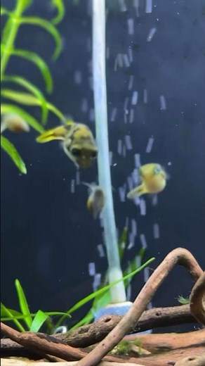 Pea Puffers Eating Snails (Dwarf/Miniature Puffer Fish - Aquascape UK Aquarium