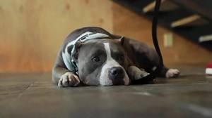 19 reactions | Our first ever dvd/streaming program was an audacious...