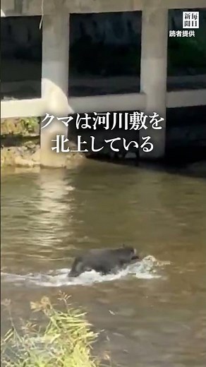 Bear spotted in central Morioka City, riverbed behind City Hall, no injuries reported #shorts #Ma...
