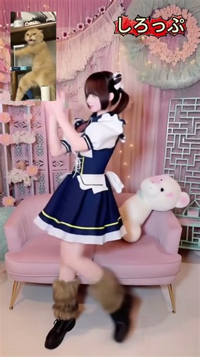 しろっぷで猫ミーム・MAIDTECH＋・しろっぷ普及委員会 #コンカフェ #大阪 #メイド #可愛い #cat #dance #meme #fyp