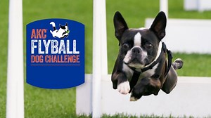 AKC Flyball Dog Challenge (3/25/23) - Live Stream - Watch ESPN