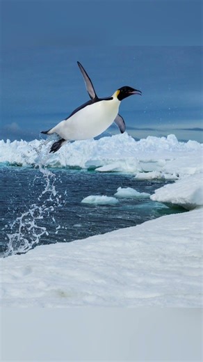 penguin 🐧 #fact #shorts #viral #wellofact