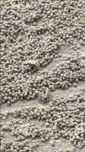 The Amazing Sand Bubbler Crab at Work! 🦀