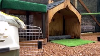 85K views · 920 reactions | Burrowing Owl 25-144 continues to do well...