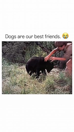 Back when people makes movies about human-animal relationship. “Old Yeller” is a classic drama film that premiered in 1957. The movie is directed by Robert Stevenson. The film tells the story of a young boy named Travis Coates who adopts a stray yellow dog, but soon realizes that this new companionship comes with a profound impact on his life. As Travis navigates the challenges of rural life and learns valuable lessons about responsibility and loyalty, the movie explores themes of growth, love, 