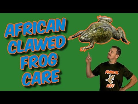African clawed frog care