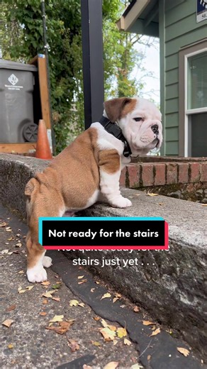 English Bulldog Puppy Learning to Navigate the Stairs