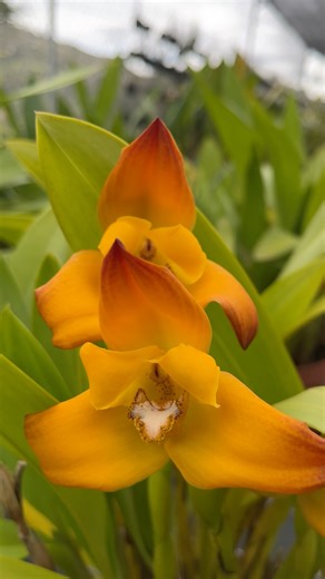 🌿✨ Maxillaria molitor orange is a true highland beauty found around 2500 m above sea level, where it thrives in the cool, misty forests of the Andes. It loves bright indirect light, fresh air, and high humidity. A charming orchid that brings the calm and freshness of the mountains right into your space. 🧡 #Ecuagenera #MaxillariaMolitor #OrchidLovers #AndeanOrchids #EcuadorOrchids | Ecuagenera Orquideas Del Ecuador