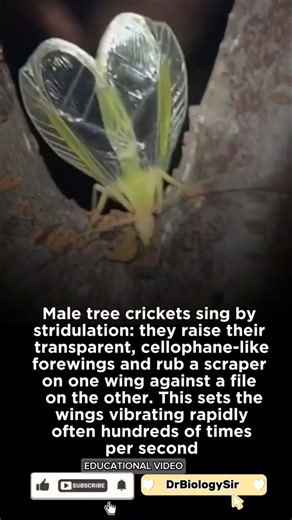 Male tree crickets sing by stridulation: they raise their transparent, wings and rubs #cricket