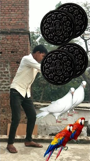 Rounding Oreo Biscuit to Duck, Peacock,Pigeon& Parrot - Birds names magic video