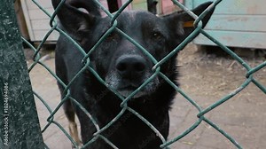 Dog in a cage. Sad dog waiting for adoption in a shelter. Portrait of homeless dog in animal shelter cage.