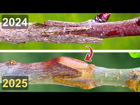 Whip and Tongue Grafting for Beginners - See the Results!