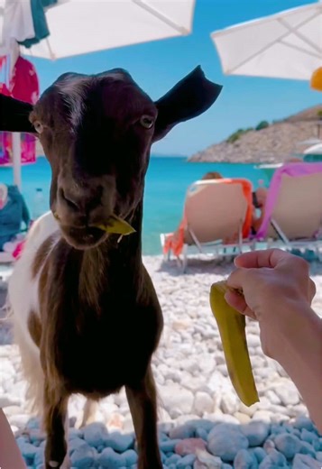 Discover Tivat: Your Perfect Montenegro Getaway