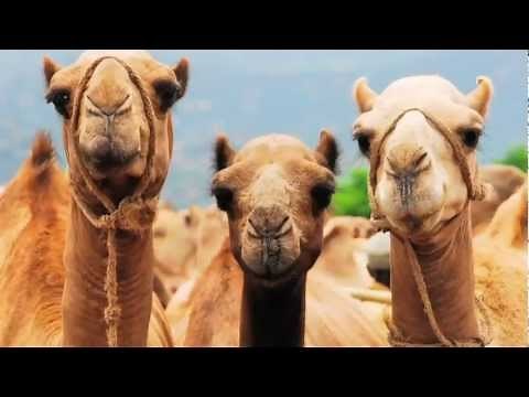 Camel facts
