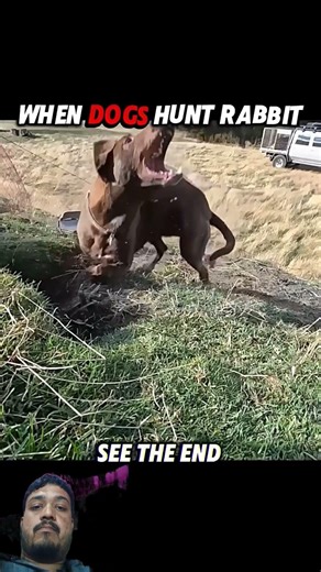 Dog vs rabbit 🥵 #shortsfeed #edit #explore #viralshort