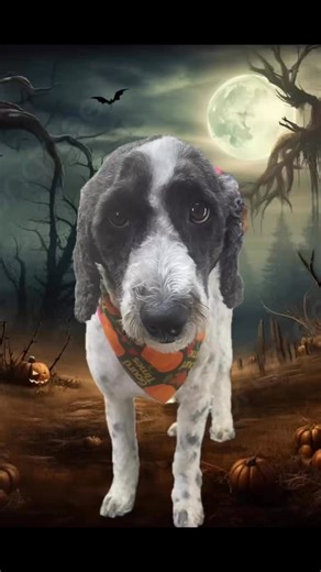 Spooky Monsters🎃👻#Halloween#GroomersLife | Candace Myrphy-Bonnar