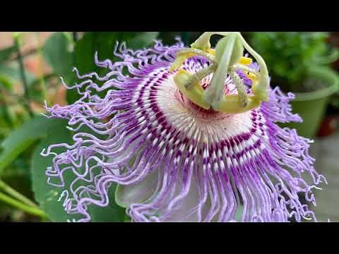 Grow Passion Fruit from seeds to fruit