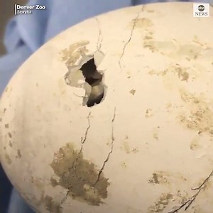 Flamingo chick at Denver Zoo gets first meal, cuddles up to stuffed "parent." https://abcn.ws/34zA5oA | The View