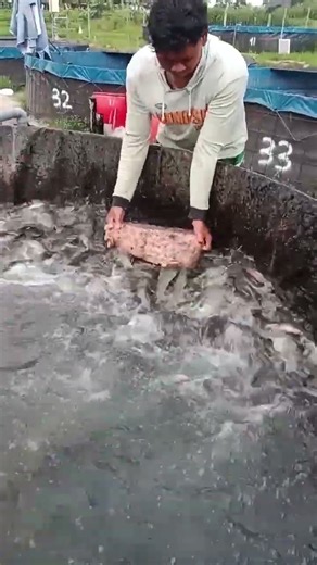 Catfish Feeding #fishing #catfish #fish #asmrsounds #usafishing #aquariumfish #asmr