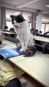 Cats in the Classroom?! 😂🐱 (You Won’t Believe This!)