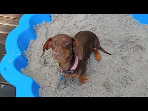 Easy Sandbox for Puppies Who Love to Dig!