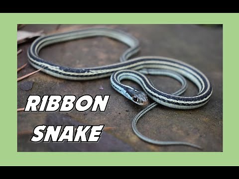 Gulf Coast Ribbon Snake!!